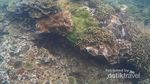 Ini Tempat Snorkeling yang Asyik di Malang