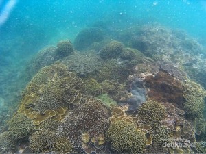 Ini Tempat Snorkeling yang Asyik di Malang