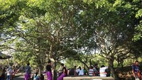 Menanti gate pertunjukan tari kecak dibuka sambil bersantai di Uluwatu