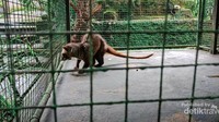 Ini dia Luwak sang penghasil kopi yang terkenal enak