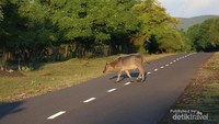 Hewan berkeliaran di tengah jalan