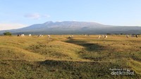 Savana dengan latar belakang Gunung Tambora