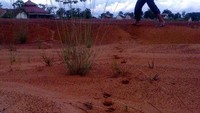 Menyusuri jejak harimau