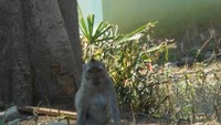 Monyet-monyet yang banyak berkeliaran di sekitaran pantai