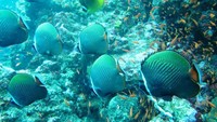 Diving Bate Tokong