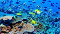 Thre Great Reef Barrier (Sumber: dholidays.net)