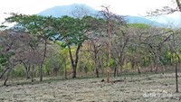 Kawasan Savana Bekol