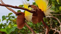 Burung di tepi pantai
