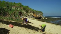 Petani rumput laut