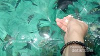 Air yang jernih sehingga ikan yang menguninya sangat terlihat jelas.