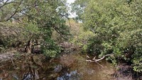 Hutan bakau (dok. Silvia Faradila/ACI)