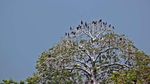 Inilah Kerajaan Burung di Indonesia