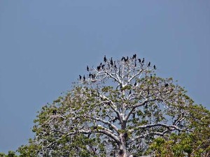 Inilah Kerajaan Burung di Indonesia