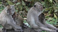 Dua bunda monyet sedang mengasuk bayinya.