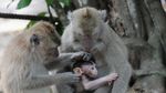 Inilah Kerajaan Monyet di Pantai Bama