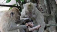 Seekor bapak monyet sedang mencari kutu bayinya.
