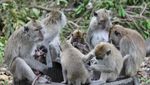 Inilah Kerajaan Monyet di Pantai Bama