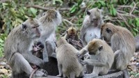Beberapa keluarga monyet sedang berkumpul.