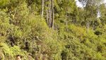 Inilah Negeri di Atas Awan Sulawesi