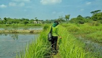 Menyusuri pematang sawah menuju Gunung Peyek