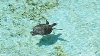 Penyu yang berenang bebas di daerah dangkal sekitar pulau