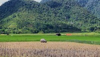 Sawah Hijau yang sebagian telah dipanen