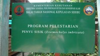 Penangkaran Penyu Sisik (dok. Putri/detikTravel)
