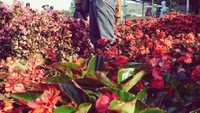 Bunga balinea khas kebun begonia