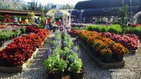 View Begonia Garden
