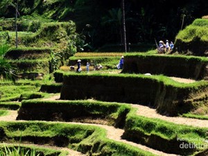 Jalan-Jalan ke Ubud Naik Motor, Seru banget!