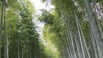 Jalan-Jalan Kelilingi Musim Gugur di Kyoto