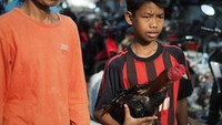 Seorang anak sedang membawa ayam jagonya bersama bapaknya