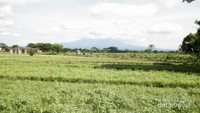 Merapi di kejauhan dari Plaosan