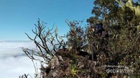 Salah satu spot foto di jalur pendakian
