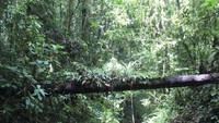 melewati sungai ditengah hutan yang lebat
