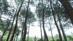 Jalur Penuh Misteri Menuju Gunung Arjuno