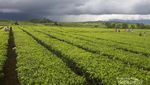 Jambi Punya Kebun Teh Tertua di Indonesia