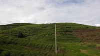 Perbukitan kebun teh Kayu Aro