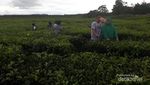 Jambi Punya Kebun Teh Tertua di Indonesia