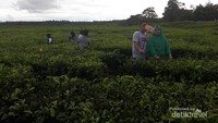 Kebun teh ini menjadi favorit warga untuk berfoto