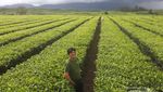 Jambi Punya Kebun Teh Tertua di Indonesia