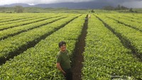 Saya tak lupa untuk berfoto di Kebun Teh Kayu Aro