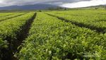 Jambi Punya Kebun Teh Tertua di Indonesia