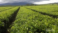 Gunung Kerinci terselimuti awan