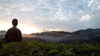 sunrise di kebun teh nirmala