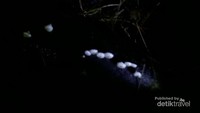 Marasmius sp