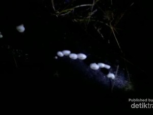 Jamur Menyala dan Indahnya Kabut Halimun