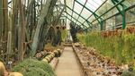 Jangan Duduk di Kursi Mertua di Kebun Raya Cibodas