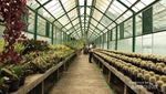 Jangan Duduk di Kursi Mertua di Kebun Raya Cibodas