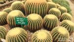 Jangan Duduk di Kursi Mertua di Kebun Raya Cibodas